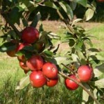 Apple1