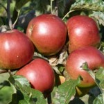 Apple3