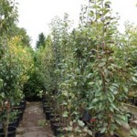Container Trees