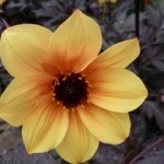 Dahlia