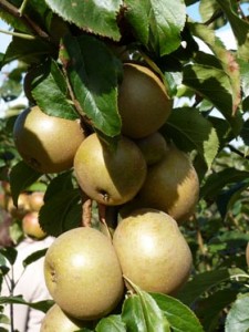 Russet