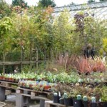 Trees and Shrubs