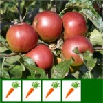 testcarrot
