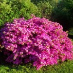 Azelea
