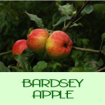Bardsey1