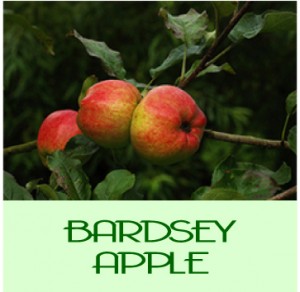Bardsey1