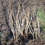 Blackcurrant Bushes 2