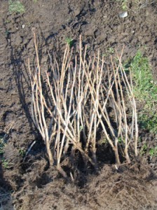 Blackcurrant Bushes 2