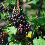 Chuckleberry 1a