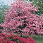 Cornus florida