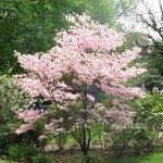 Dogwood