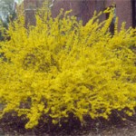 Forsythia