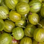 Gooseberry1