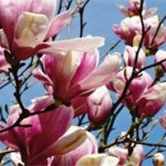 Magnolia1
