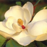 Magnolia