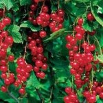 Redcurrant