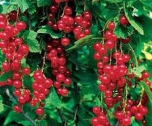 Redcurrant