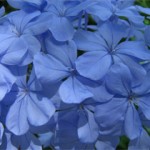 Shrub