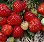 Strawberry Plant 2