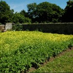 Walled Garden 4