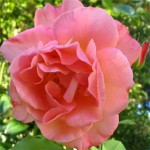 rose1