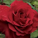 rose2