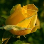 rose3