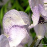 1 Aconitum_stainless_steel