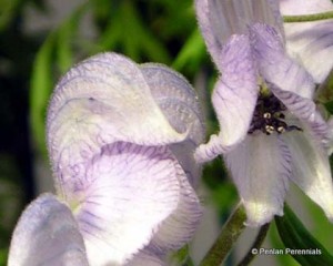 1 Aconitum_stainless_steel
