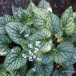 1 Brunnera Jack Frost