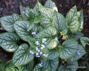 1 Brunnera Jack Frost