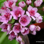 1 Darmera peltata nana