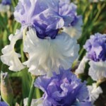 Iris1