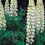 Lupins1