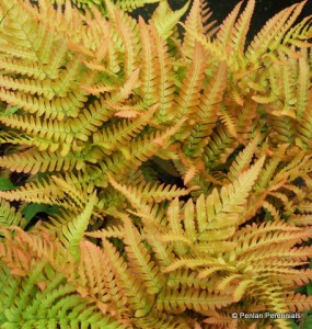 dryopteris_erythrosora