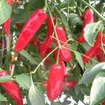 Chillies