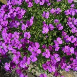 alpines