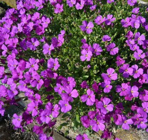 alpines