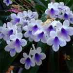 streptocarpus