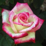 Untitled-2