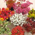 Grown in Scotland Craigiehall Nursery 2