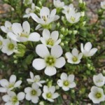 Grown in Scotland Craigiehall Nursery 3