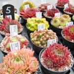 Grown in Scotland Craigiehall Nursery 5