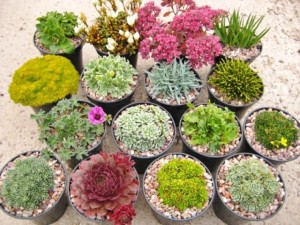 Grown in Scotland Craigiehall Nursery 6