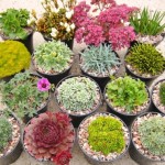 Grown in Scotland Craigiehall Nursery 6