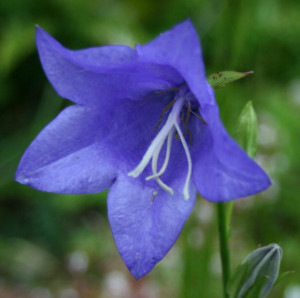 Grown in Scotland Abriachan Nursery 2