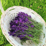 Grown in Scotland Lothian Lavender 2