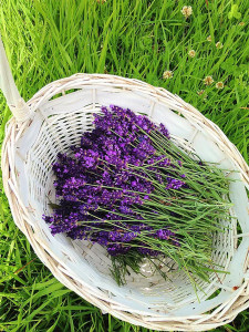 Grown in Scotland Lothian Lavender 2