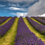 Grown in Scotland Scottish Lavender Oils 1