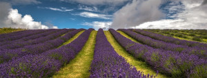 Grown in Scotland Scottish Lavender Oils 1